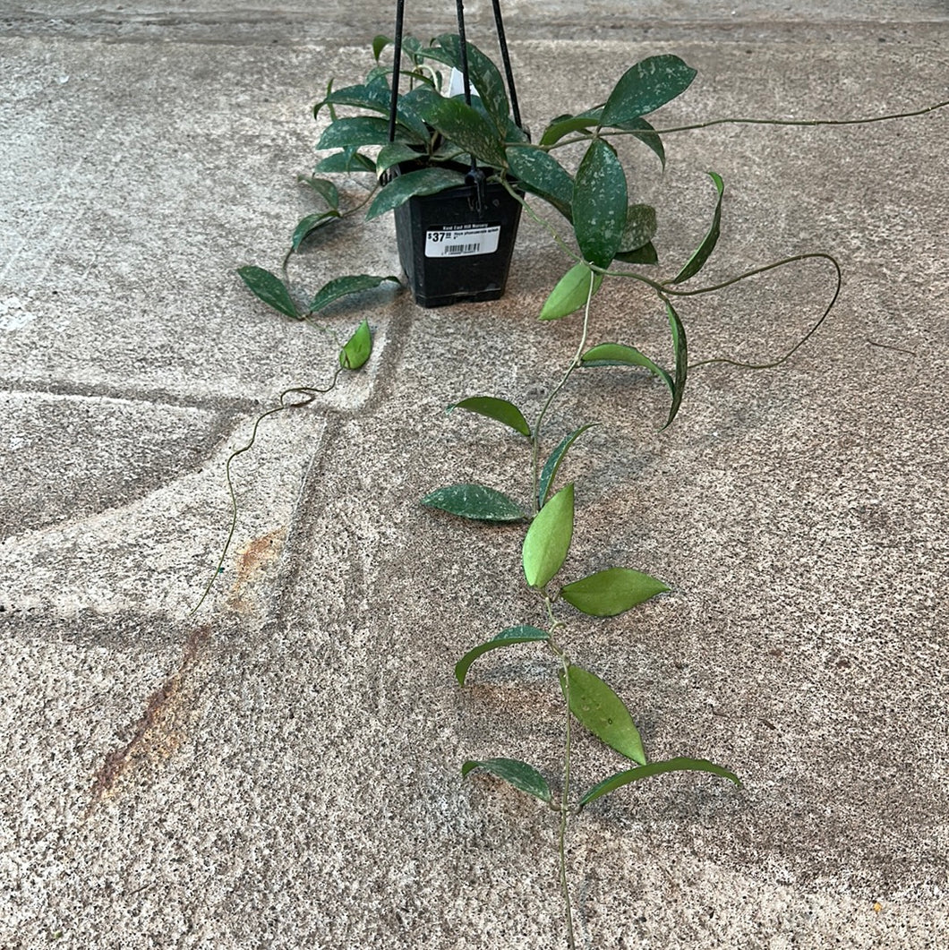 Hoya phuwuaensis splash 4