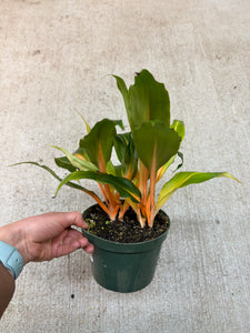 mandarin spider plant seeds Chlorophytum Mandarin Orange 6"