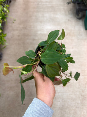 Philodendron Micans 4