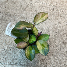 Load image into Gallery viewer, Hoya Australis Grande 4&quot;