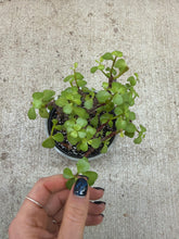 Load image into Gallery viewer, Portulacaria afra 6" - Elephant Bush