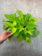 Load image into Gallery viewer, Epipremnum aureum neon 6" - Neon Pothos