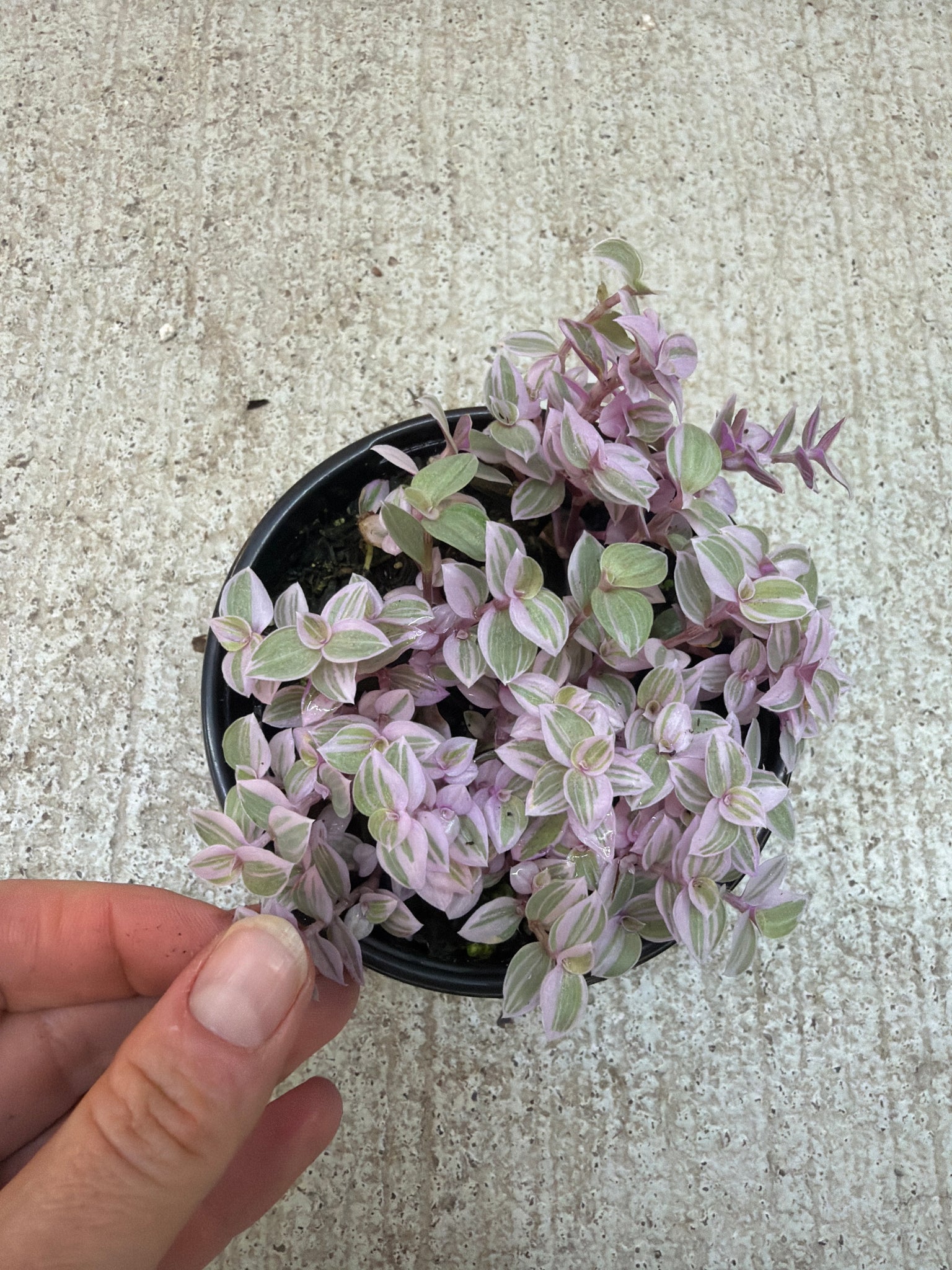 pink panther succulent Callisia repens 'Pink Panther' 4"
