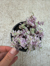 Load image into Gallery viewer, Callisia repens &#39;Pink Panther&#39; 4&quot; - Turtle Vine