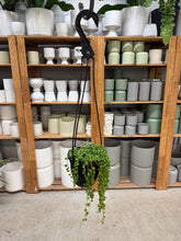 Load image into Gallery viewer, Senecio rowleyanus 4" HB - String of Pearls