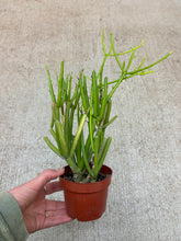 Load image into Gallery viewer, Euphorbia tirucalli 'Sticks on Fire' 4"