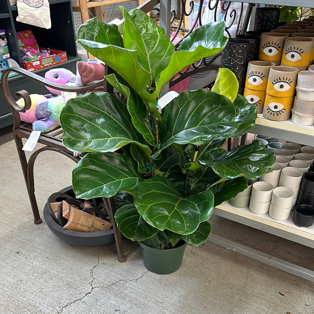 8' fiddle leaf fig tree Ficus lyrata 8