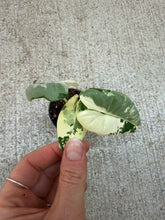 Load image into Gallery viewer, Alocasia &#39;Frydek Variegata&#39; 2&quot;