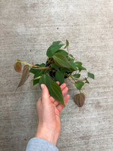 Load image into Gallery viewer, Philodendron Micans 4&quot;