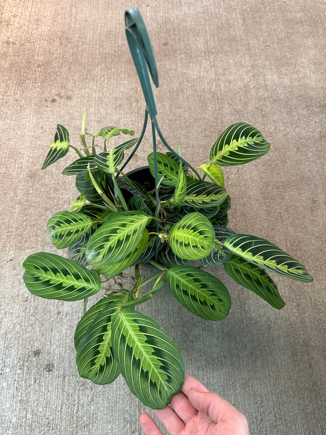 Maranta Lemon 8