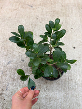 Load image into Gallery viewer, Ficus Ginseng 6"