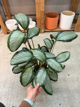 Load image into Gallery viewer, Calathea Picturata 8&quot;