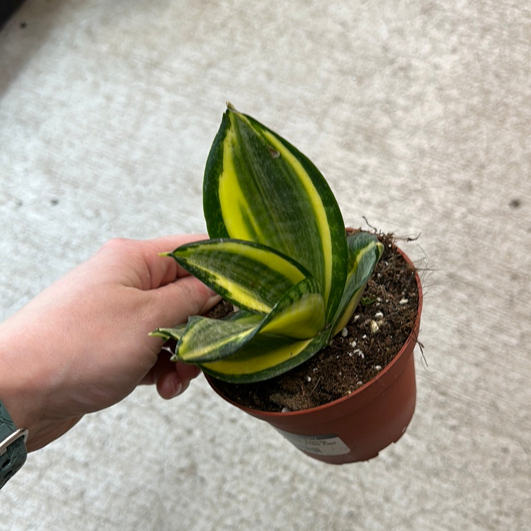 sansevieria favorite gold Sansevieria 'Favorite Gold' 4"