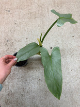 Load image into Gallery viewer, Philodendron 'Silver Sword' 4"