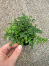 Load image into Gallery viewer, Asplenium &#39;Parvati&#39; 4&quot; - Mother Fern