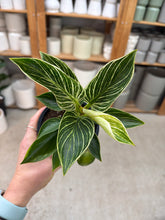 Load image into Gallery viewer, Philodendron Birkin 4"