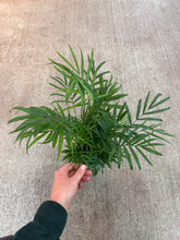 Load image into Gallery viewer, Chamaedorea elegans 4&quot; - Neanthe Bella Palm