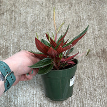 Load image into Gallery viewer, Peperomia Rosso 4&quot;