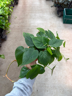 Philodendron Cordatum Green 4