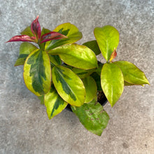 Load image into Gallery viewer, Pereskia acu. &#39;Godseffiana Variegata&#39; 4&quot;