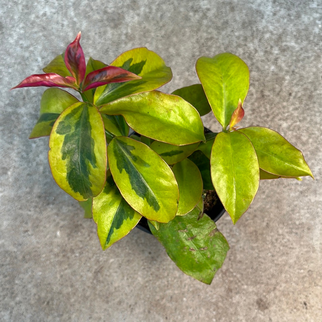 Pereskia acu. 'Godseffiana Variegata' 4