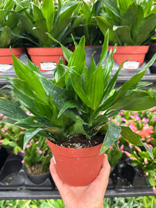 dracaena green jewel care Dracaena Dragon Green Jewel 6"