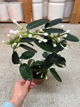 Load image into Gallery viewer, Stephanotis on Hoop 5&quot;