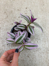 Load image into Gallery viewer, Tradescantia &#39;Nanouk&#39; 4&quot;