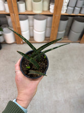 Load image into Gallery viewer, Sansevieria 'Mikado' 4" - Snakeplant