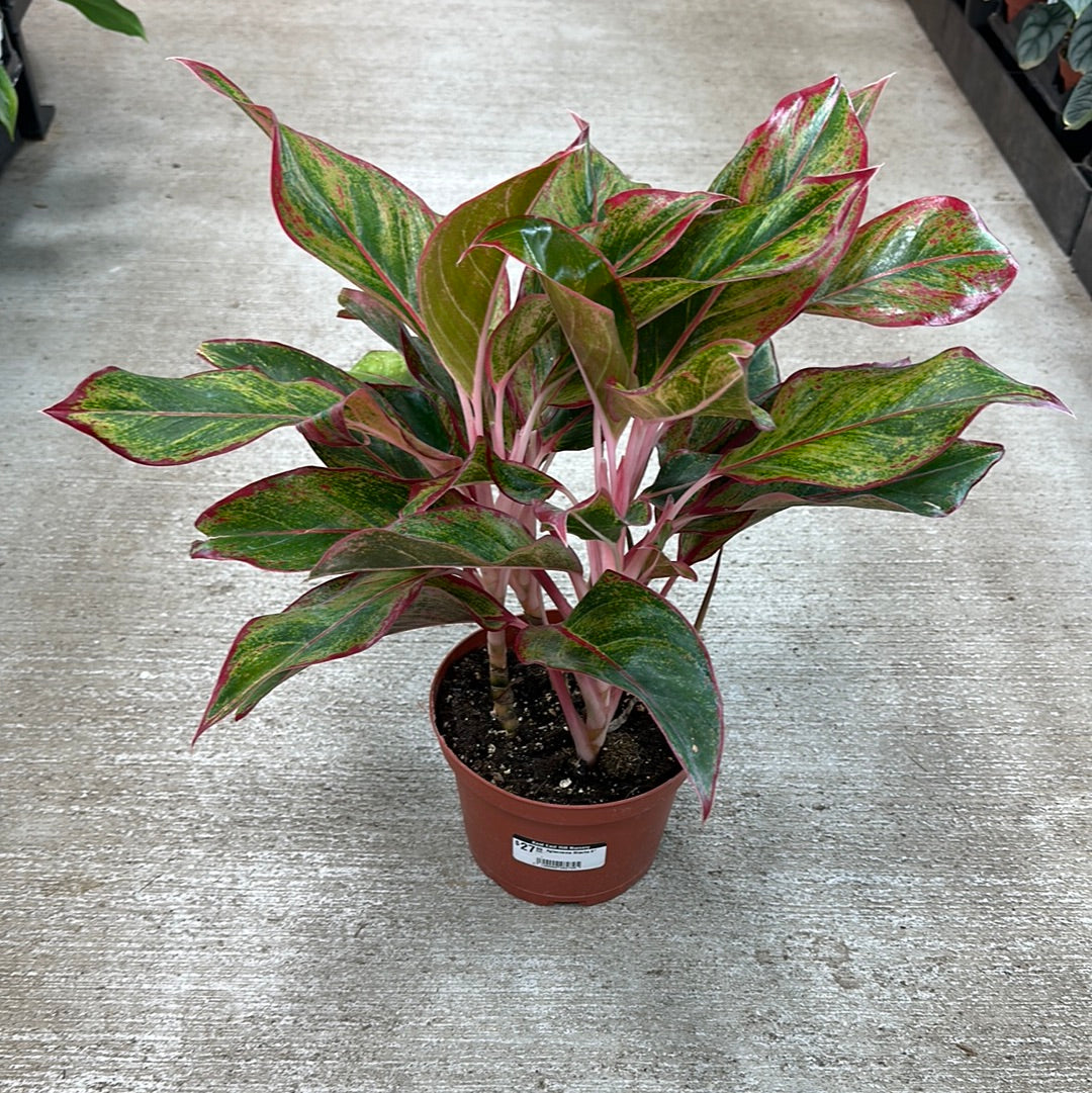 aglaonema misha Aglaonema Mischa 6"