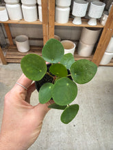 Load image into Gallery viewer, Pilea Peperomioides 2" - Chinese Money Plant