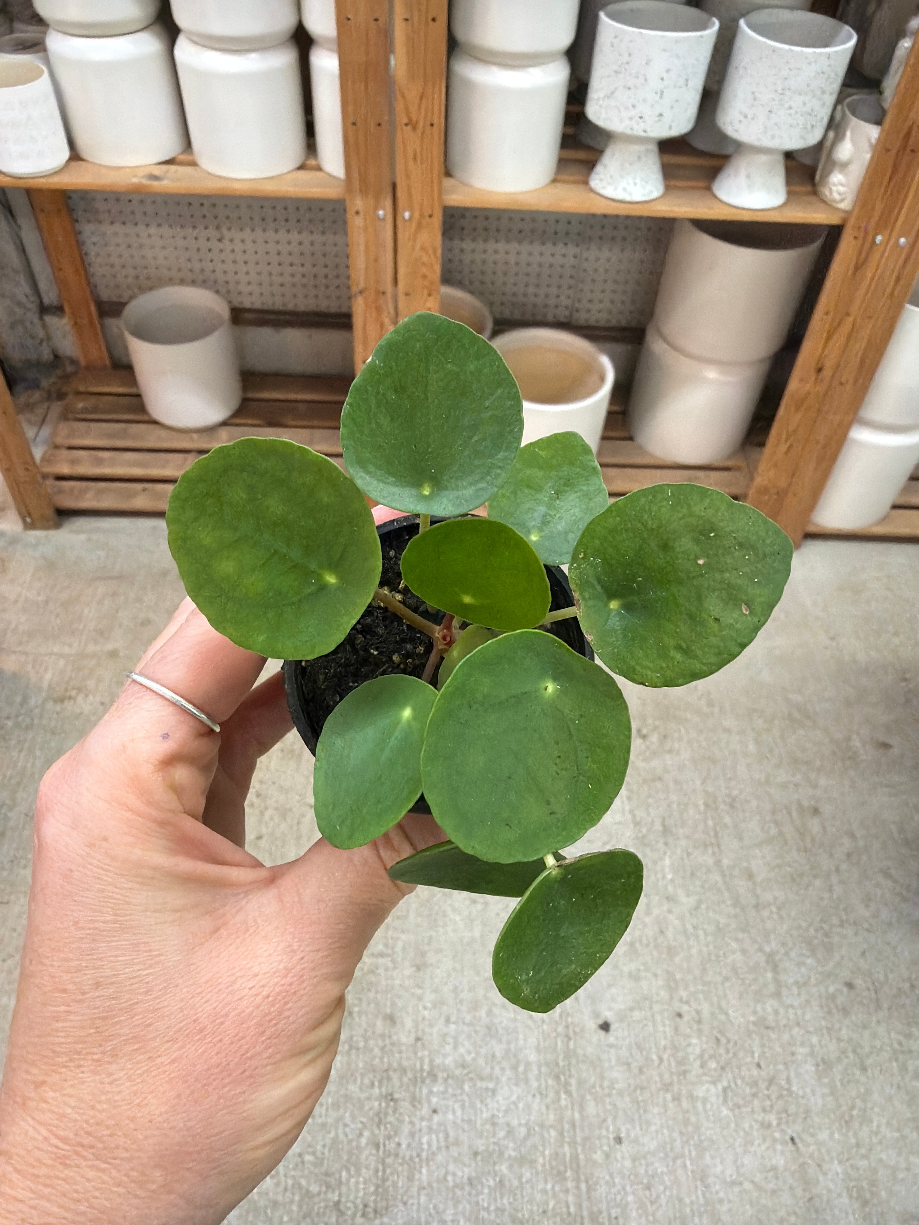 Pilea Peperomioides 2