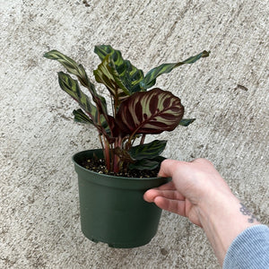 Calathea makoyana 6"