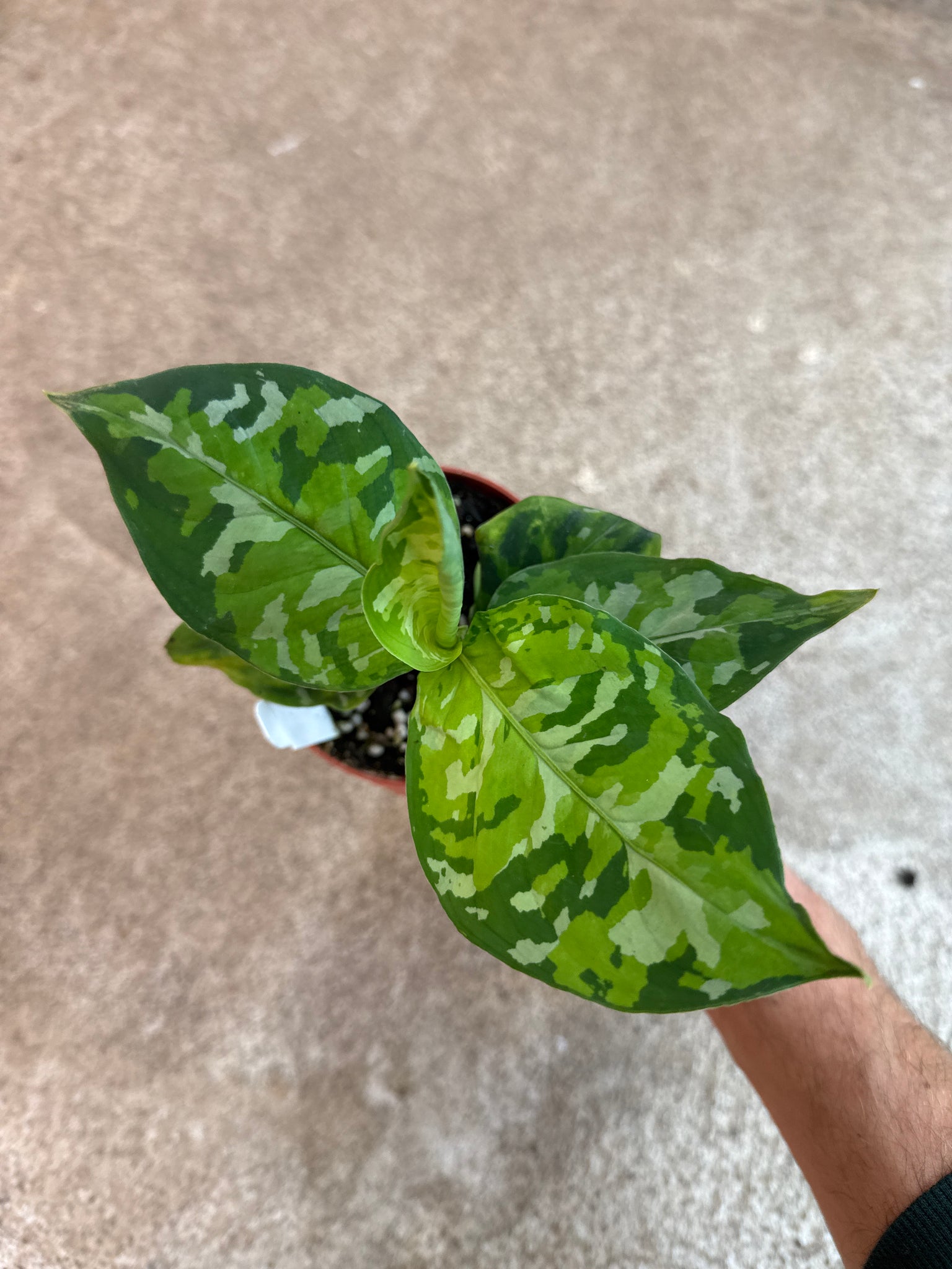 aglaonema pictum tricolor for sale from private owners Aglaonema Pictum Tricolor 4" – Kent East Hill Nursery
