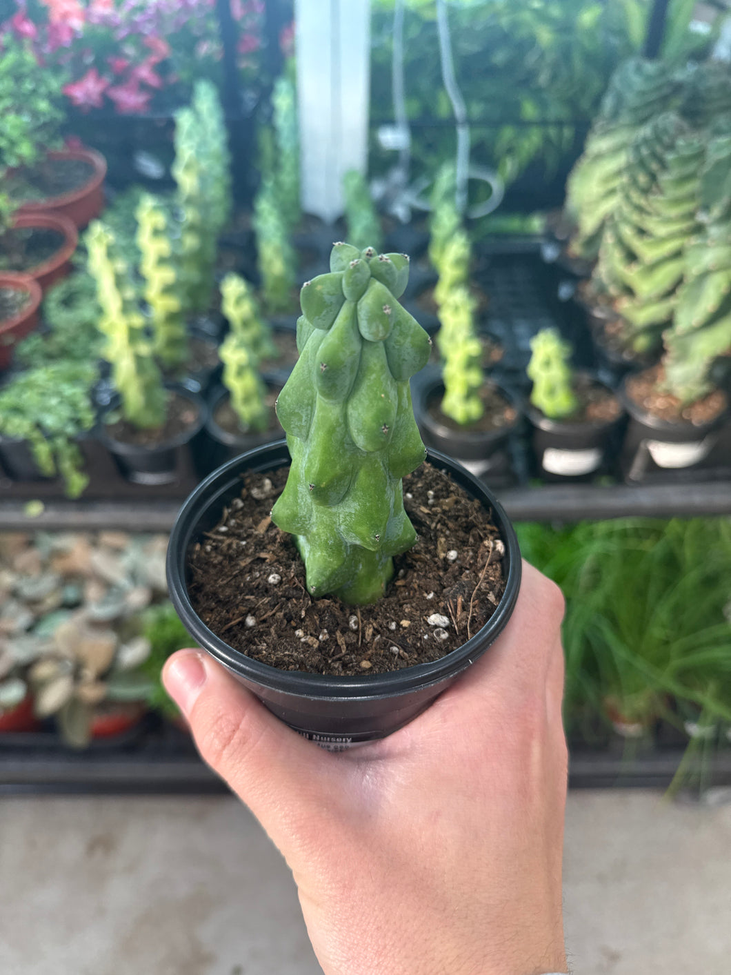 booby succulent Myrtillocactus geo. 'Fukurokuryuzinboku' 3"