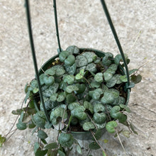Load image into Gallery viewer, Ceropegia Woodii 5&quot; HB - String of Hearts