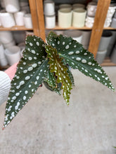Load image into Gallery viewer, Begonia maculata 4''