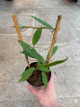 Load image into Gallery viewer, Hoya scortechinii 4&quot;