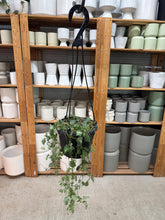 Load image into Gallery viewer, Ceropegia woodii 'String of Arrows' 6"