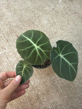 Load image into Gallery viewer, Alocasia &#39;Black Velvet&#39; 4&quot;