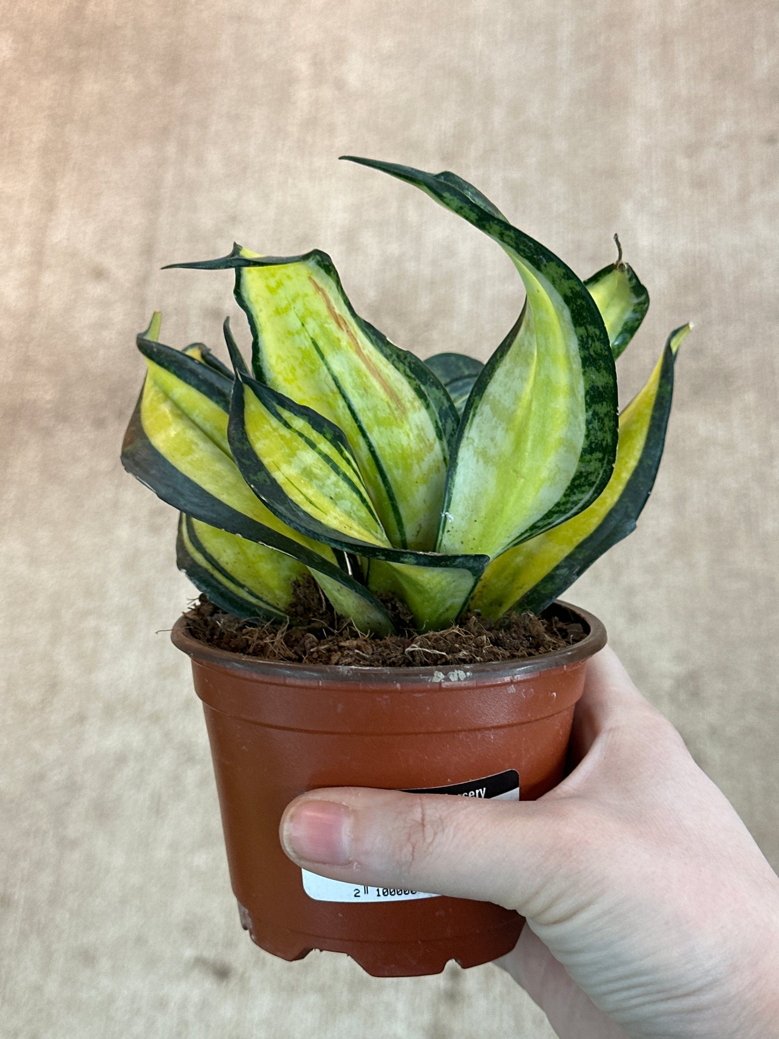 sansevieria golden Sansevieria trifecta Golden Wendy 4"