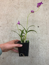 Load image into Gallery viewer, Dendrobium Enobi Purple 4"