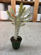 Load image into Gallery viewer, Euphorbia Lactea 'White Ghost' 4"