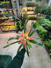 Load image into Gallery viewer, Guzmania sp. 4" - Bromeliad