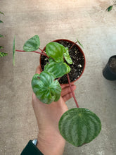 Load image into Gallery viewer, Peperomia Watermelon Gold Dust 4&quot;