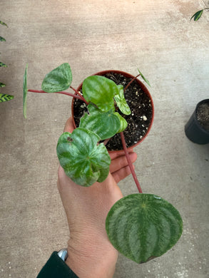 Peperomia Watermelon Gold Dust 4