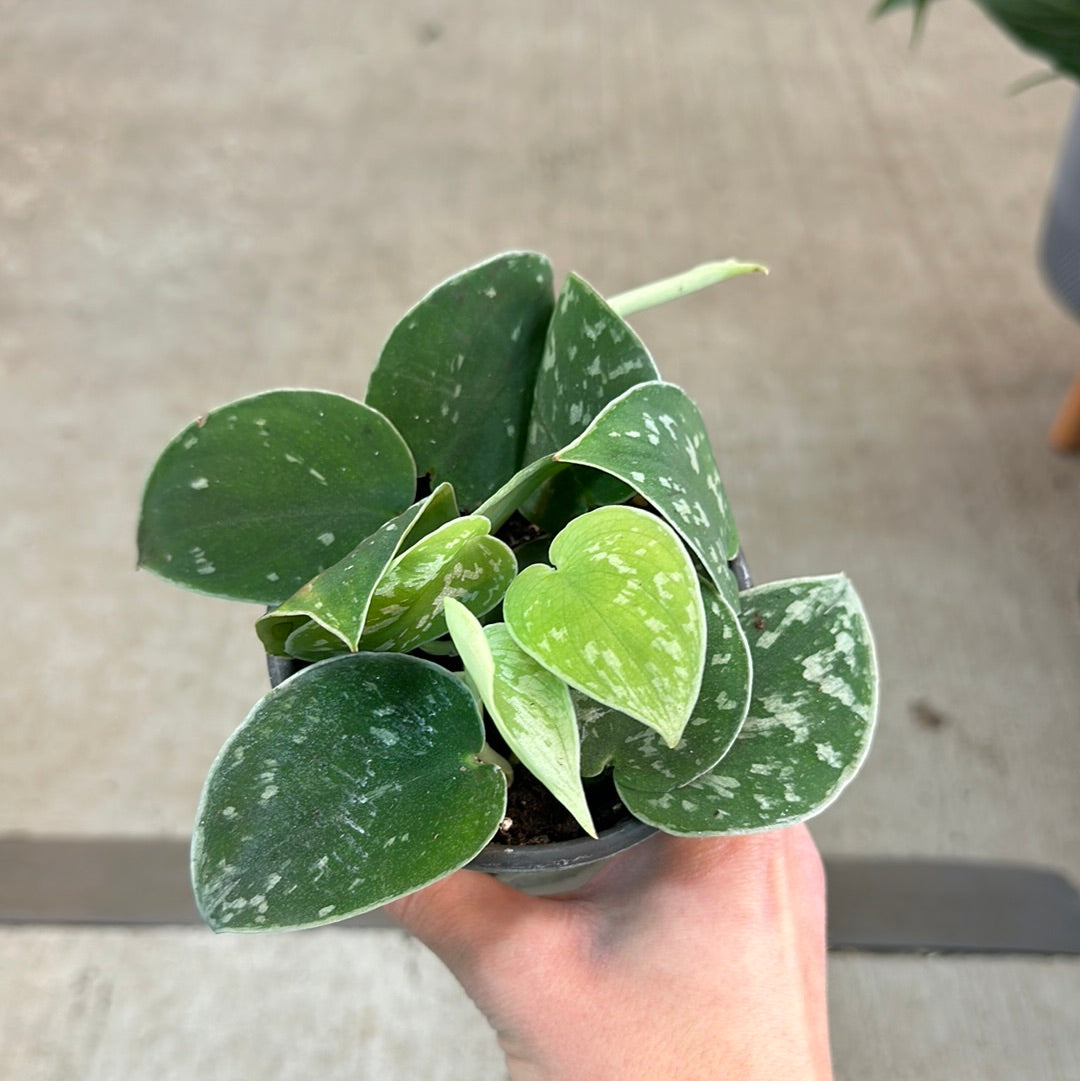 pothos silvery ann Scindapsus Silvery Ann 4"