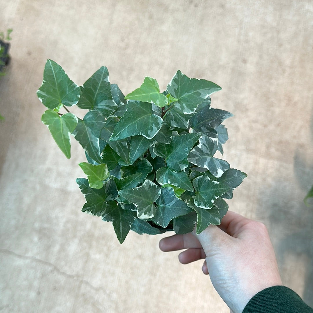 indoor ivy plants for sale Ivy Indoor Asst. 4" – Kent East Hill Nursery