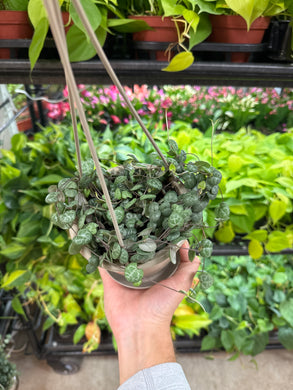 Ceropegia woodii 4.5