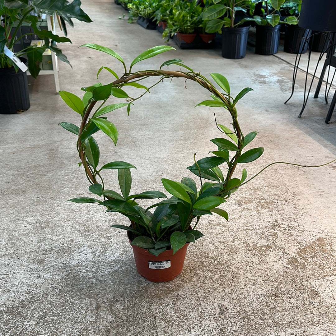 potted hoya plant Hoya sp. 6"